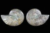 Cut & Polished Ammonite Fossil - Agatized #78374-1